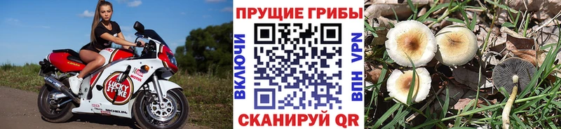 Галлюциногенные грибы Magic Shrooms  где купить наркоту  Кыштым 